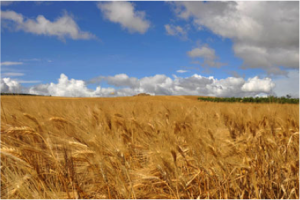 grano